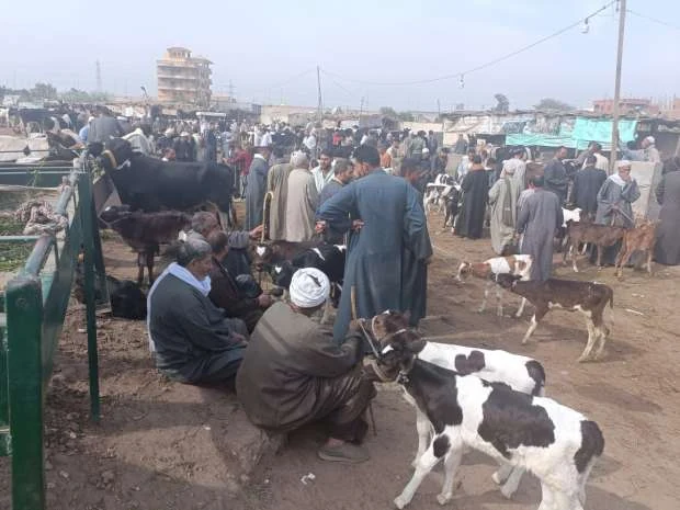 نقيب الفلاحين: لماذا يتجه بعض مربي الماشية نحو البيع؟